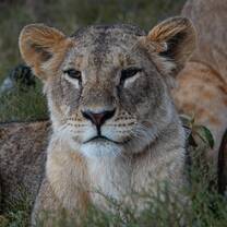 Lion close up