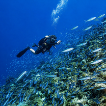 monitoring the monitors at Reef Buddy Philippines