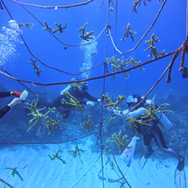 Teen Volunteering Mexico - Marine Conservation Diving Expidition
