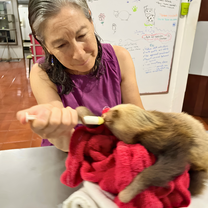 Wildlife Sloths Conservation Costa Rica