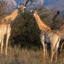 South Africa Giraffes