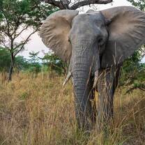 South Africa Elephant
