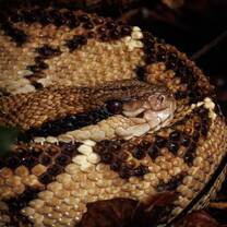 Central American Bushmaster