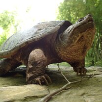 One of the many snappers captured during my research