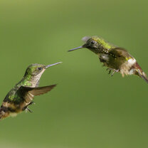 the flirting hummingbirds