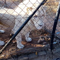 White lion