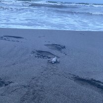 Hatchling going to the ocean