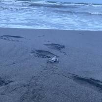 Hatchling going to the ocean
