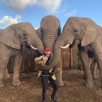 Elephant walk, Garden Route, South Africa