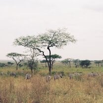 the Serengeti