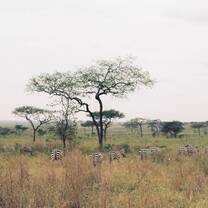the Serengeti