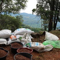 Fertilizing coffee trees in Costa Rica