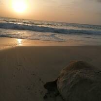 Turtle with sunrise 