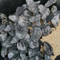 Little turtles waiting to be released to the sea