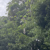Sloth hanging!