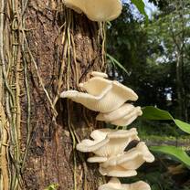 Funky Fungi
