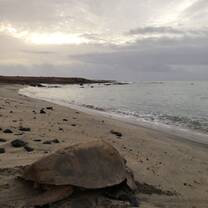 Moring turtle in Serra Negra
