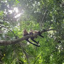 Manuel Antonio!