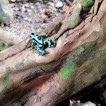 Poison arrow frog!
