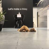 Office pet