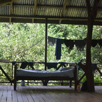 Rainforest Home 