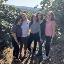 Picking kiwis in kibbutz baram 
