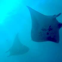 magical manta point