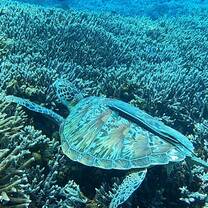 green sea turtle with a remora