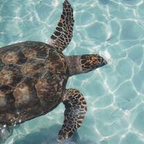 Turtle love
