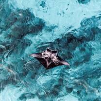 Manta love