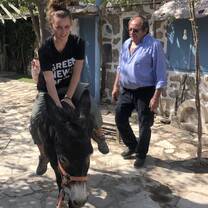 Donkey at the farm in Greece 