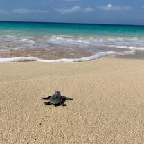 Hatchling 🐢