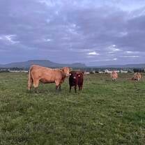 Phil gave me stupid puns example: this photo is mooving, cream of the crop really, don't want to milk it 