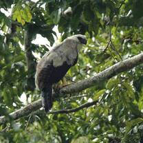 Harpy eagle at Tapiche Reserve