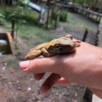 Tree frog 