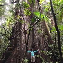Mighty Whimba queen tree