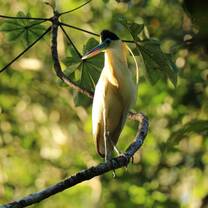 Capped heron 