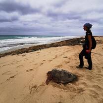 Helping turtles that got last in the dunes