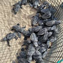 Babies waiting to be released