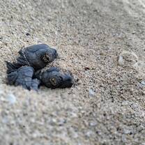 Sleepy babies coming out of the nest