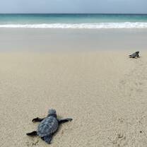 Baby turtles heading to the ocean after being released