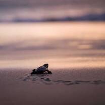 Hatchling going to the sea. Photo credit: Bernhard Pfaller