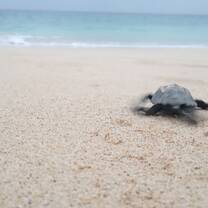 My last turtle before I returned to Switzerland