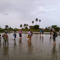 Planting mangroves with the women's cooperative in Niodior island