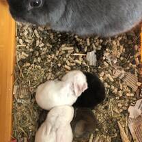 My host family's baby bunnies