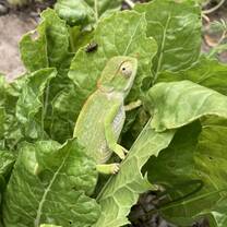 Caméléon hiding in spinach