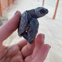 Baby Turtle - one of many