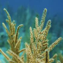 the marine life is truly magical