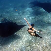 diving with mantas