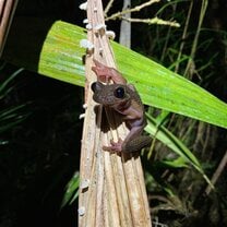 Osteocephalus verruciger in the Cloud Forest